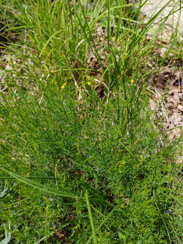 Genista sylvestris; photograph Ljaž, CC BY, iNaturalist via GBIF