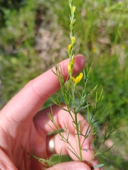 Ljaž, CC BY, iNaturalist via GBIF Genista sylvestris, photograph Ljaž, CC BY, iNaturalist via GBIF
