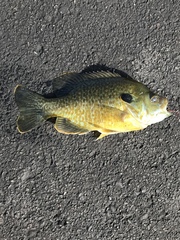 Lepomis gibbosus × cyanellus
