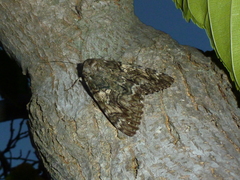 Catocala dilecta