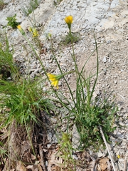 Gelasia villosa, photograph Ljaž, CC BY, iNaturalist via GBIF