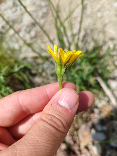 Gelasia villosa, photograph 6