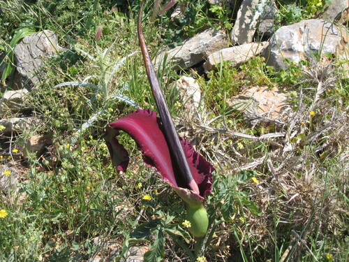 Dracunculus vulgaris