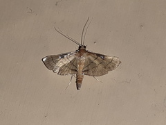 Cnaphalocrocis