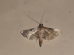 Cnaphalocrocis
