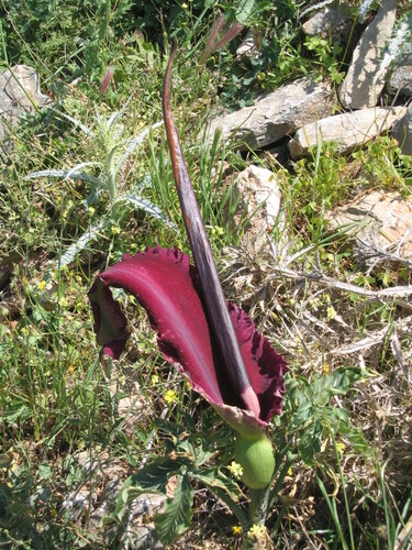 Dracunculus vulgaris
