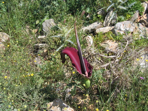 Dracunculus vulgaris