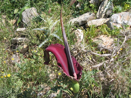 Dracunculus vulgaris
