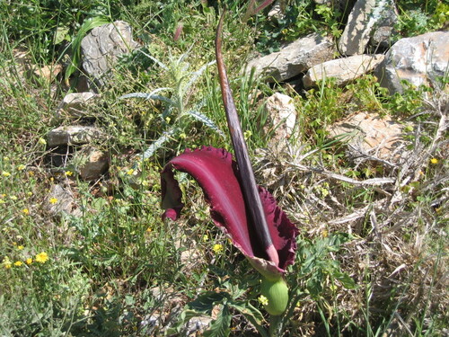 Dracunculus vulgaris