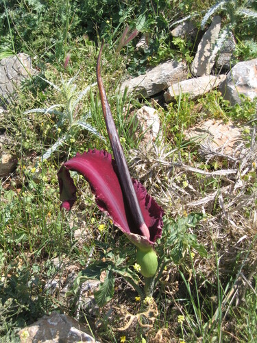 Dracunculus vulgaris