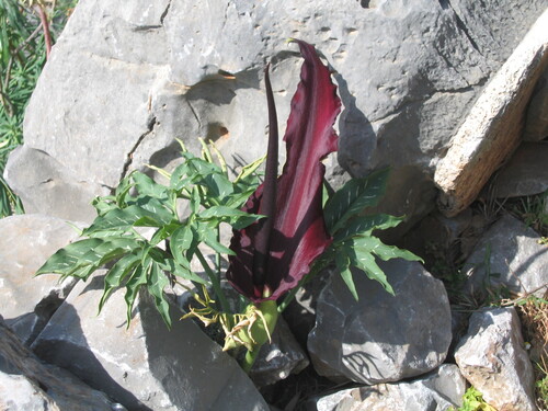 Dracunculus vulgaris