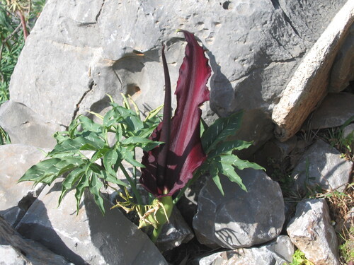 Dracunculus vulgaris