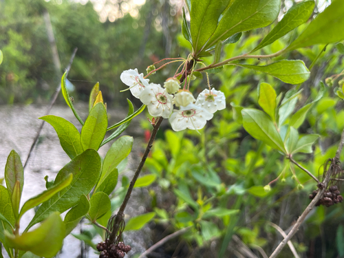 White wicky (Kalmia cuneata)