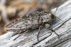 Chrysobothris dentipes