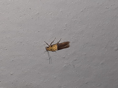 Stathmopoda auriferella