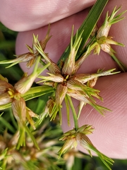 Cyperus dentatus