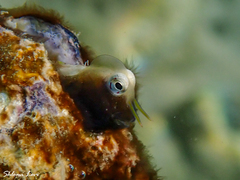Arabian Blenny photo 1