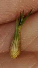 Cyperus dentatus