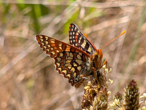iNaturalist observation photo of Euphydryas