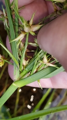 Cyperus dentatus