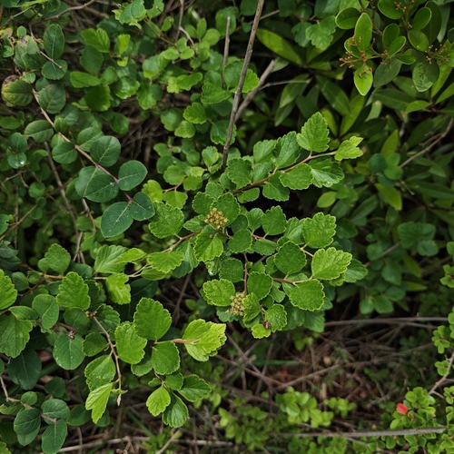 Spiraea nervosa observed 2025-05-17