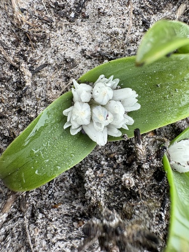 Lachenalia ensifolia