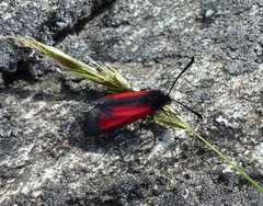 Zygaena purpuralis