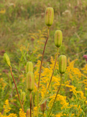 Lilium michiganense