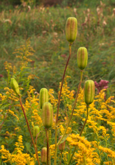Lilium michiganense