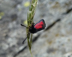 Zygaena purpuralis