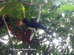 Lophoceros fasciatus