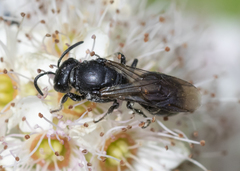 Hylaeus basalis