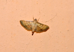 Cnaphalocrocis