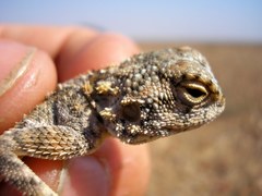 Agama anchietae