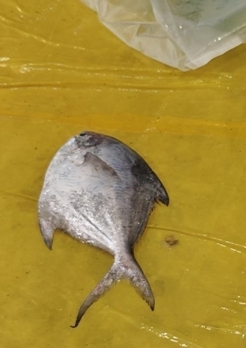 Pampus argenteus observed 2025-05-17