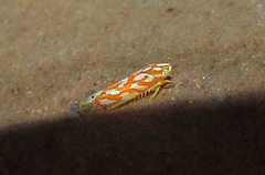 Eratoneura comoides