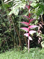 Heliconia chartacea