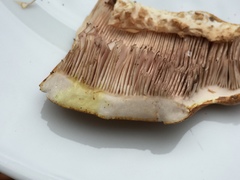 Agaricus subrufescens