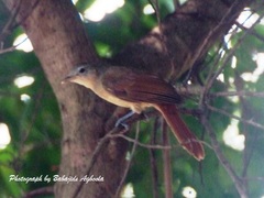 Phyllastrephus scandens