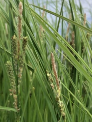 Carex lenticularis