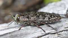 Chrysobothris dentipes