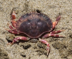 Metacarcinus novaezelandiae