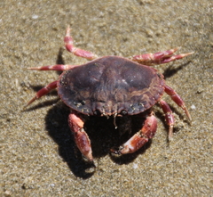 Metacarcinus novaezelandiae