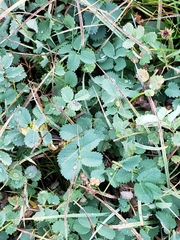 Sanguisorba occidentalis
