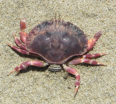 Metacarcinus novaezelandiae