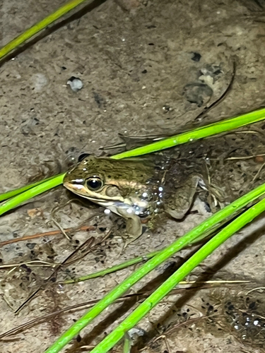 Carpenter Frog (Lithobates virgatipes), a species recorded in New Jersey