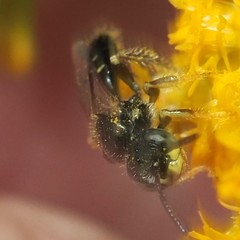 Perdita octomaculata