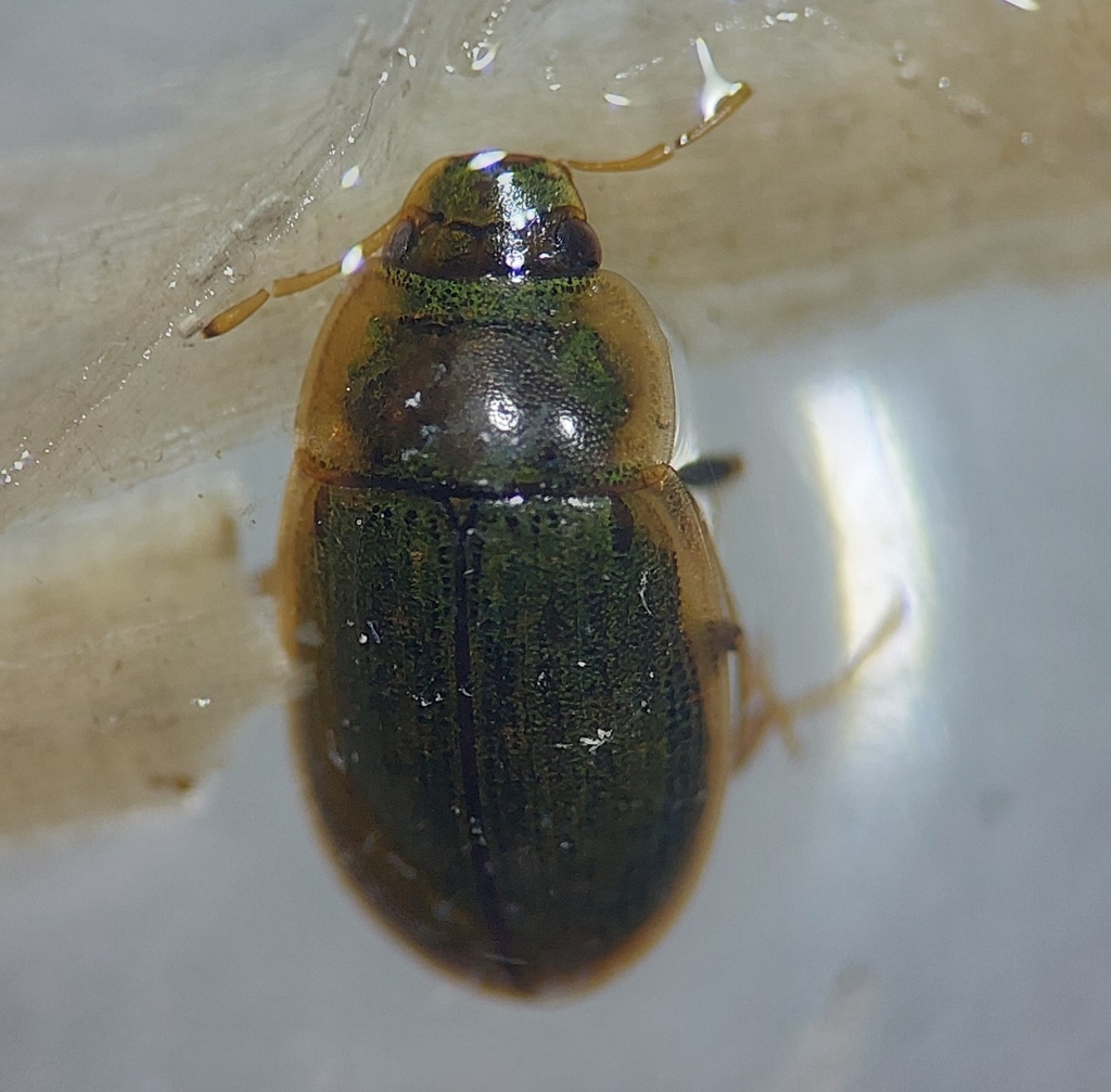 Helochares lividus