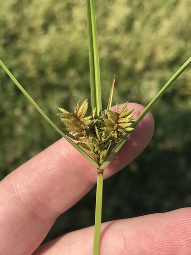 Lean Flatsedge (Cyperus setigerus)