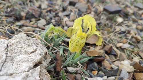 Potanin Iris (Iris potaninii)
